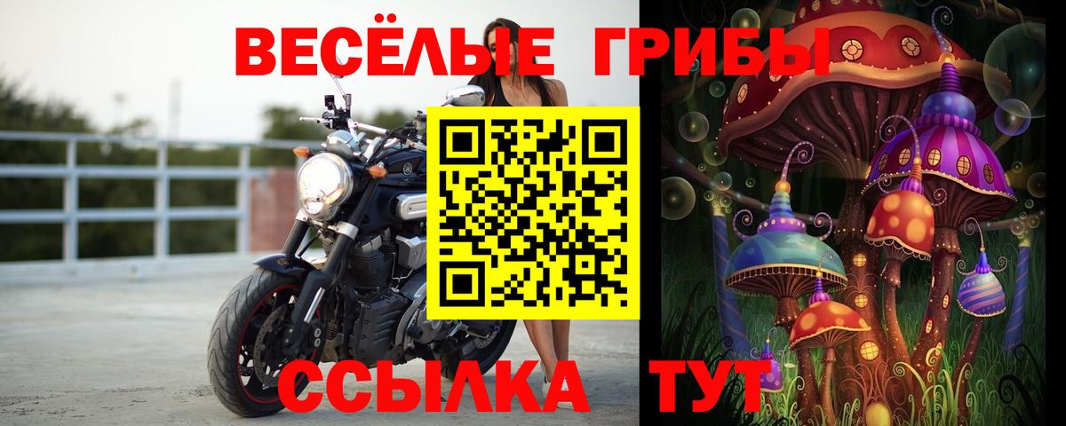 Псилоцибиновые грибы Cubensis  хочу   Галлюциногенные грибы Cubensis  Кунгур  Вход с VPN 